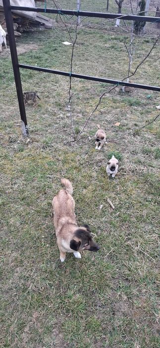 Cățeluși drăgălași