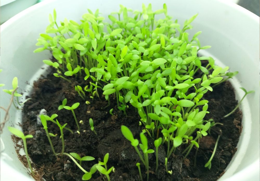 Драконов плод/Питахая