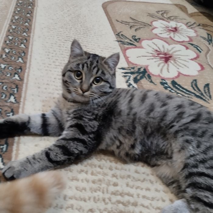 Отдам в добрые руки