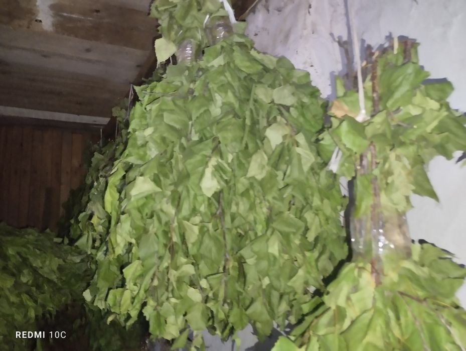 продам веники хорошие