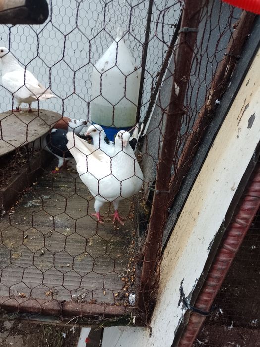 De vînzare 10 buc.jucatori albi