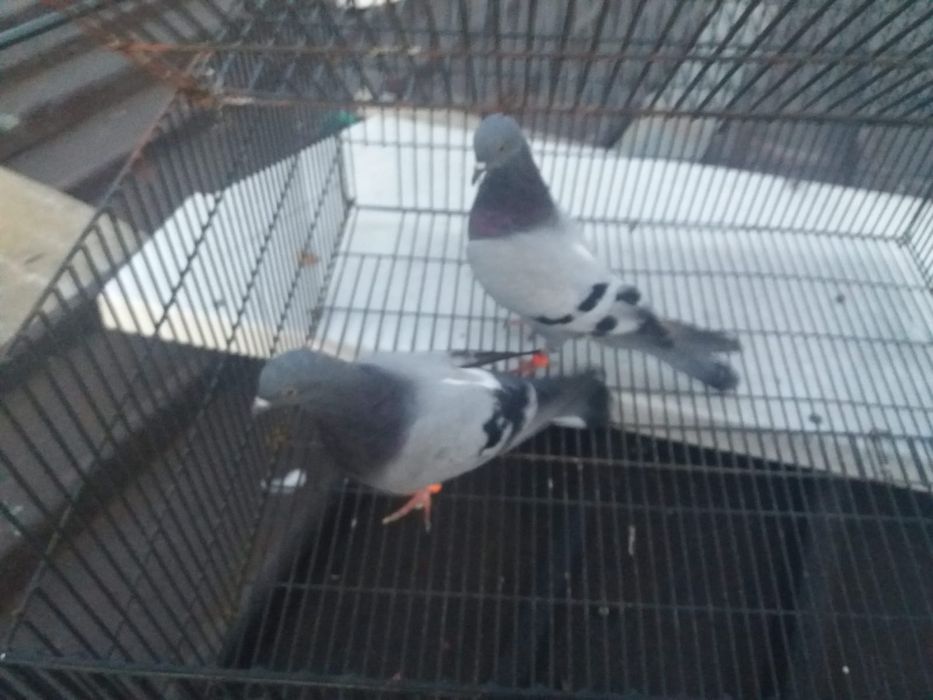 Продаю голубей отличные