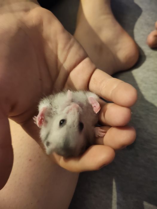 Hamster sirian de vanzare