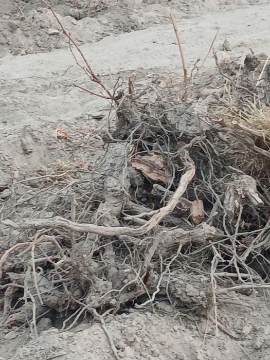 Утин узум кундаси