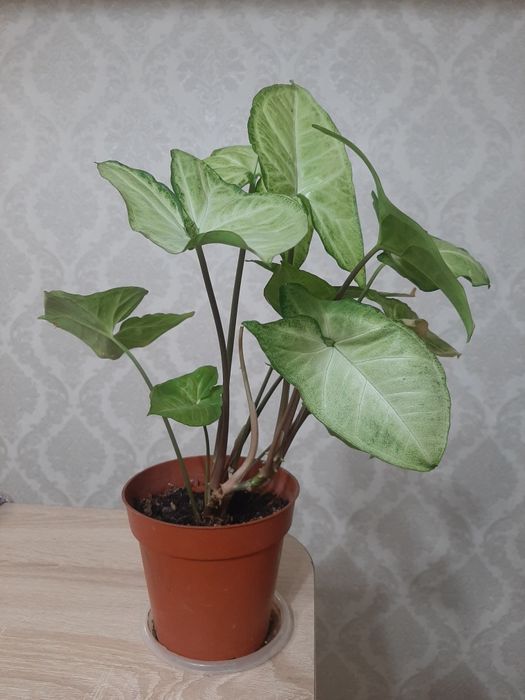 Продаются комнатные цветы