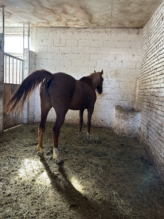 Арабская чистокровная