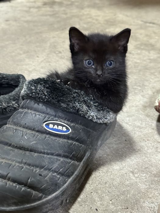 Котята ищут дом