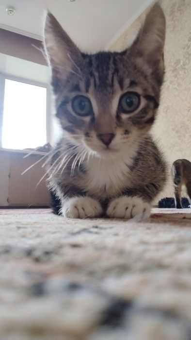 Котята в надёжные руки. Только ответственным хозяевам