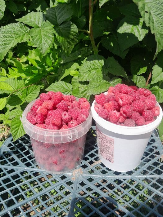 Продам малину местную