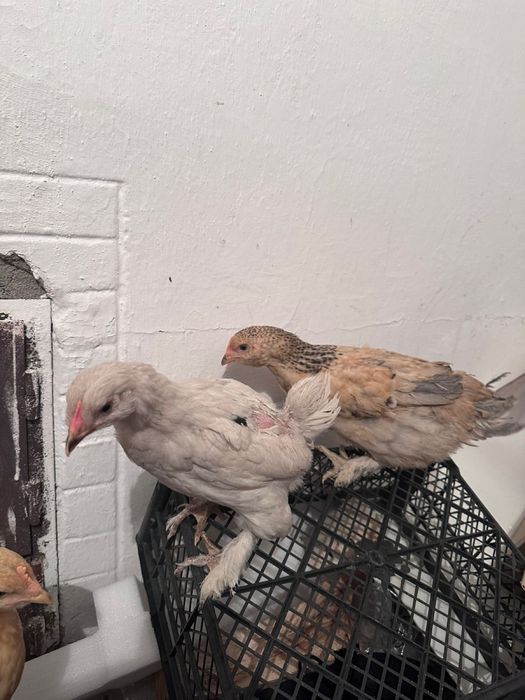 Продам домашные цыплята