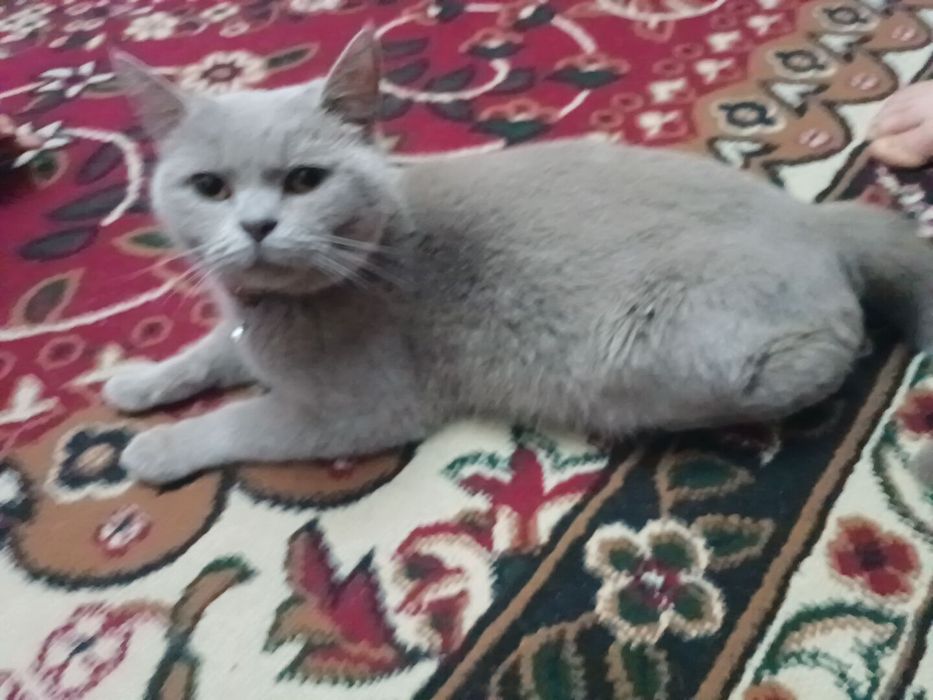 Scottish straight sotiladi