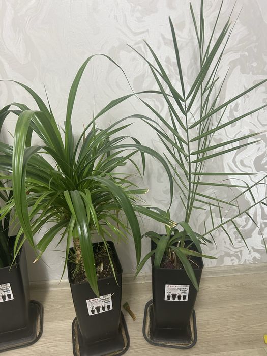 Продам комнатные цветы