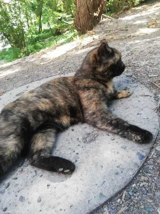 Потерялась кошка