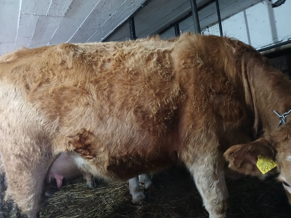 Vând  vaci  la alegere