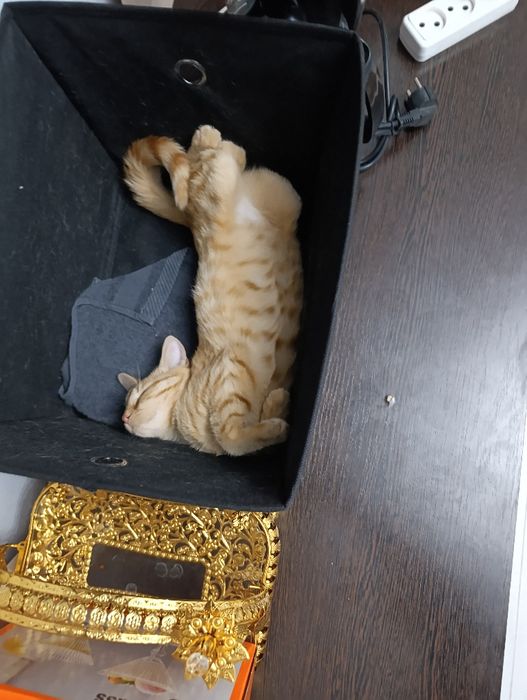 Котенок 5 месяц,дам с вещами вместе