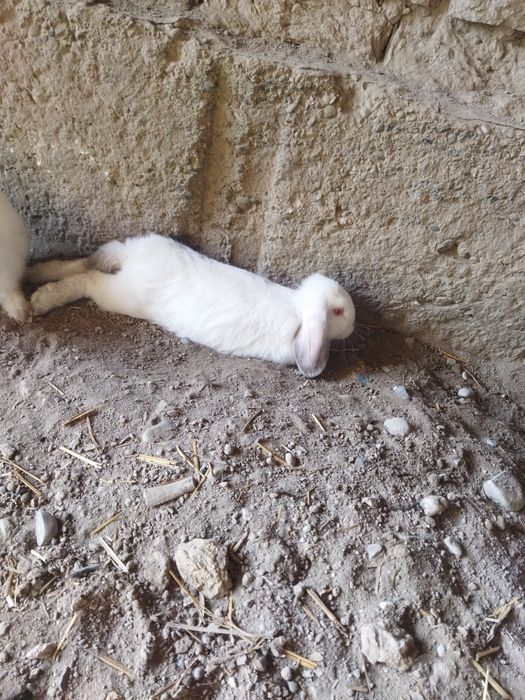 Karlik minilopdan chiqqan quyonlar