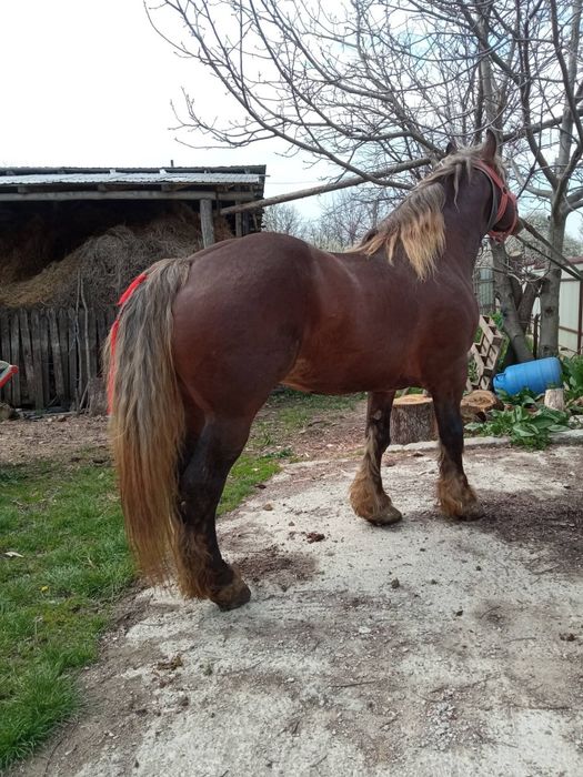 De vînzare harmăsar de 5 ani cu pașaport curat la picioare cuminte tot ce vrei la el