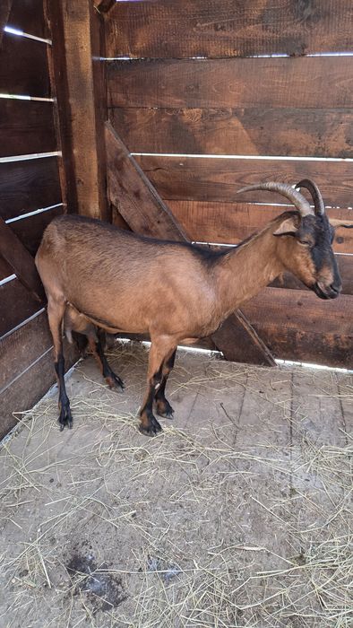Capra Alpină Franceză
