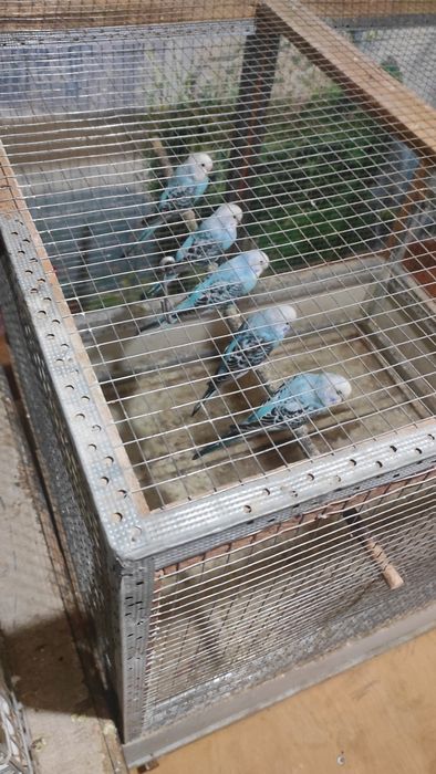 Волнистые попугай продается. Молодой тўтилар Сотилади