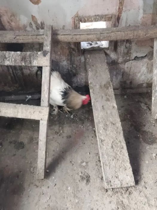 Поменяю или продам петуха