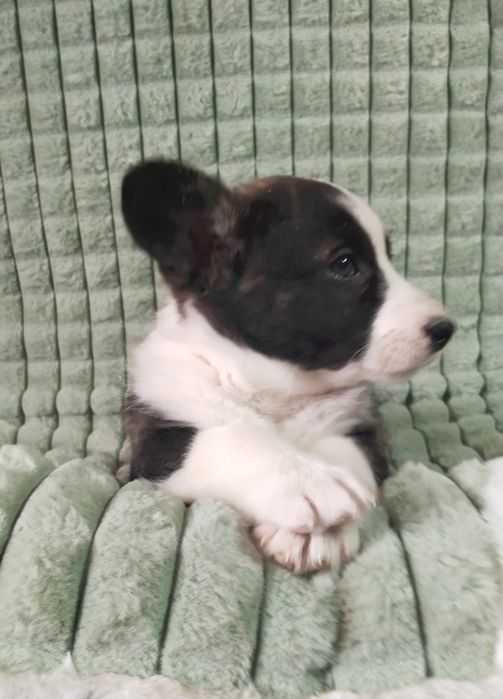 Щенки вельш корги кардиган