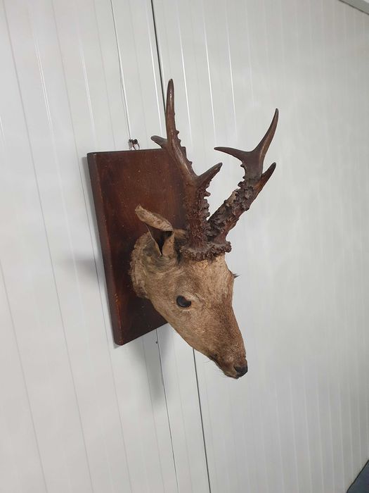 Трофей Сръндак, елен, сърна