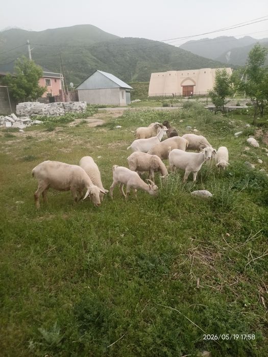Продам баранов и козлов