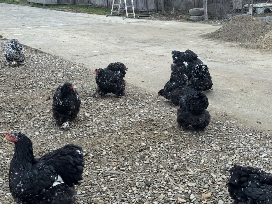 Oua cochichina bobat