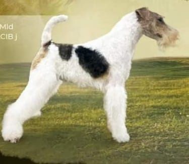 Femela Fox terrier
