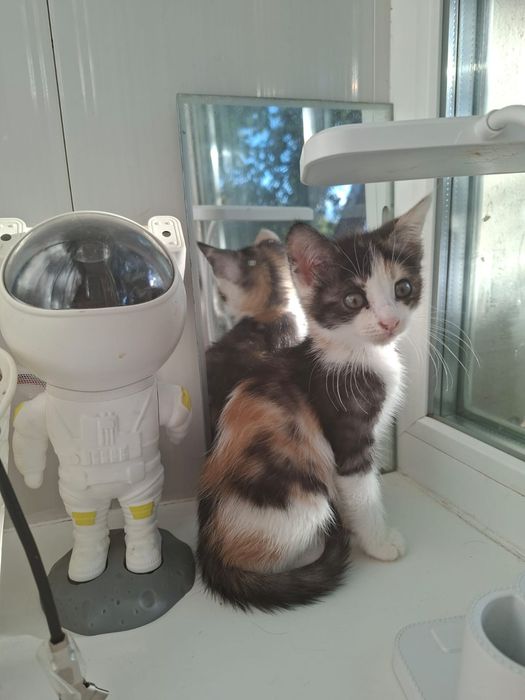 Котята 2-2,5 месяца