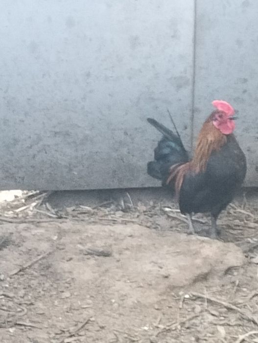 Карликовые петухи