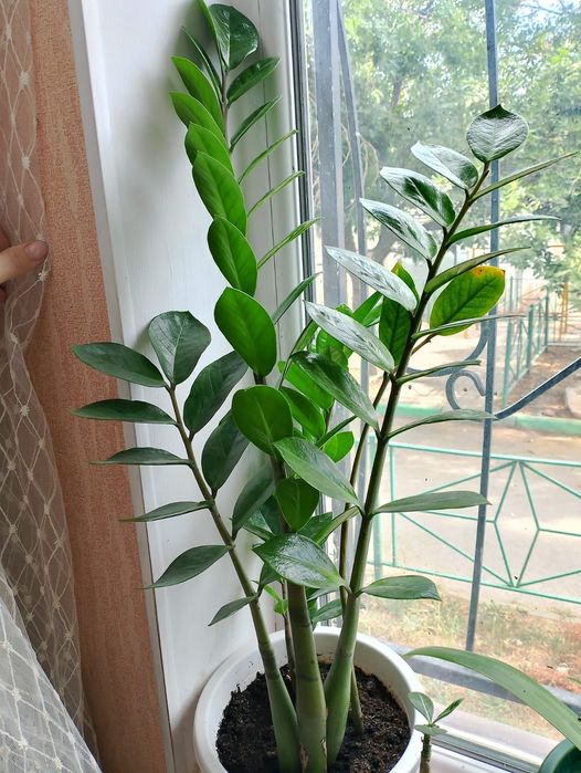 Комнатные цветы, Замиокулькас