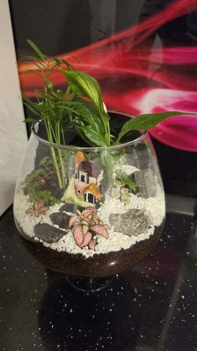 Terariu plante naturale