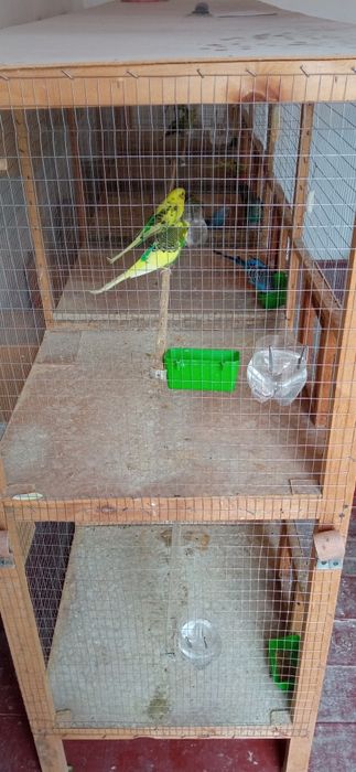 Qush qafas qushlari bilan sotiladi