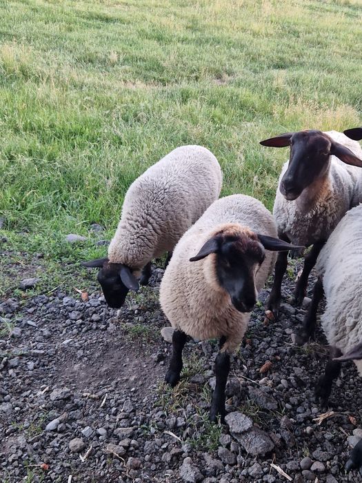De vânzare miei berbec de sufo