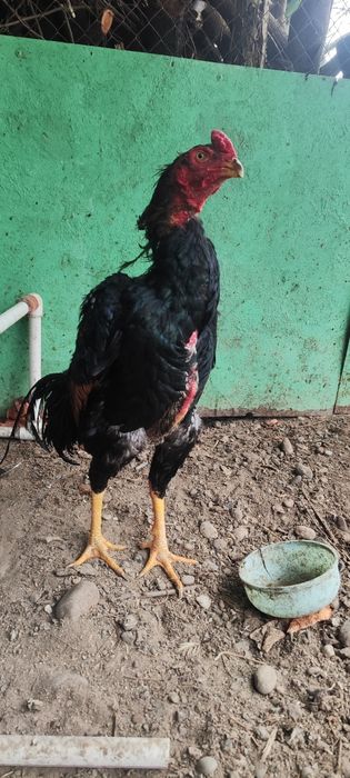 Продаётся привозной Корейский петух