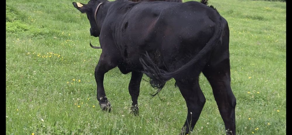 Juninca angus de vanzare