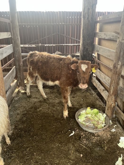 Ұрғашы баспақ 10айлық