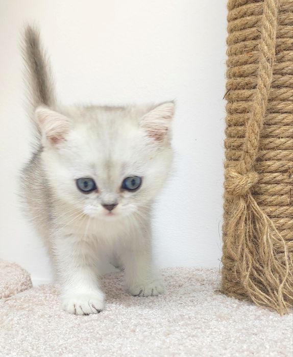 Британские шиншиллы