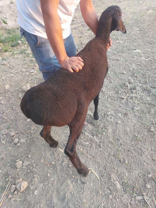 Qo'zi qo'chqor 50kg+