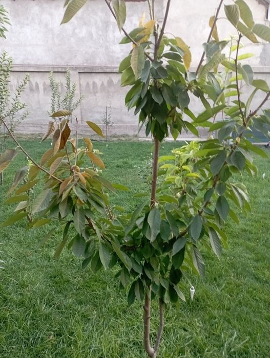 Daraxt kesish shakil berish dorilash