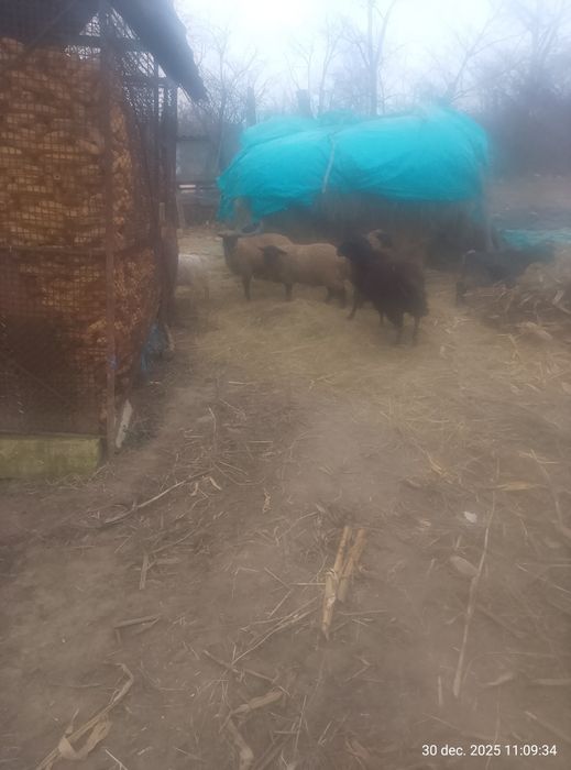 Miei și iezi de vanzare