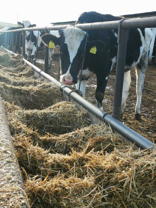 Продава се Промишлена сграда в Добрич, Дружба 3 - 1500 кв.м за 334 €/кв.м - Снимка #15