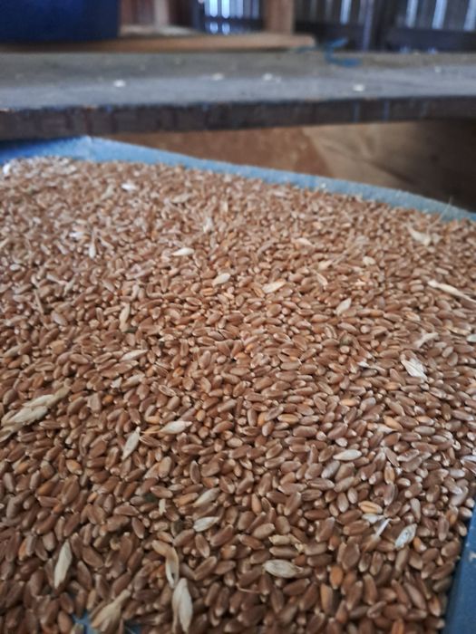 Grau anul 2025 detali la telefon