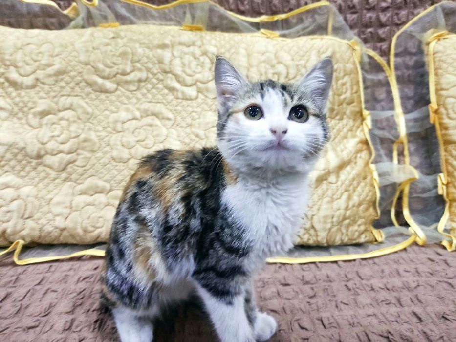 Paypoq kiygan keksa ayollar ishtirokidagi sovet pornosi.