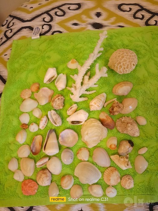 Ракушки морские из Дубая