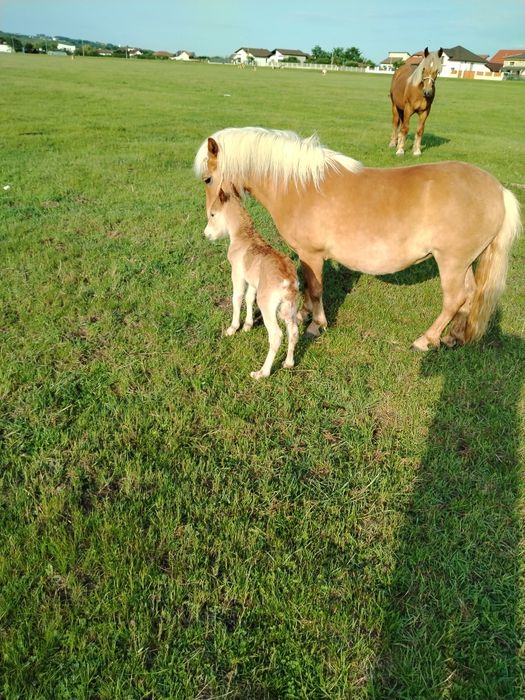 Vând ponei blând și sanatos