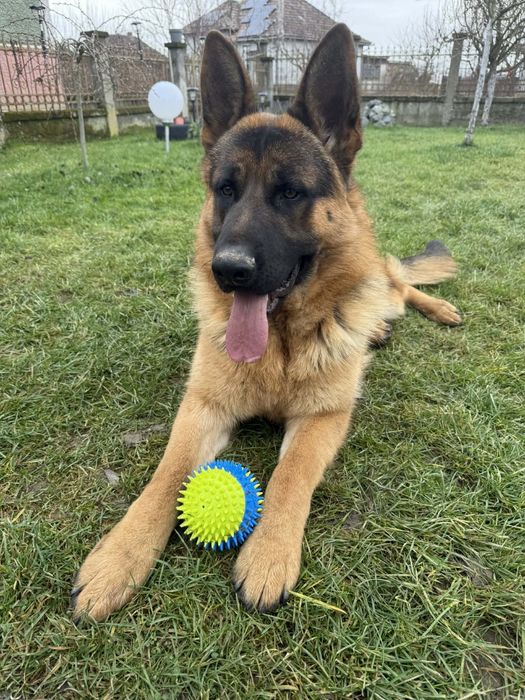 Donez căței mai am femele ,abea văd doar ,mai multe detalii în anunt