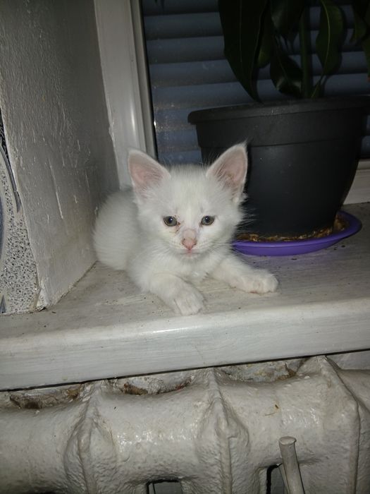 Отдам в добрые руки