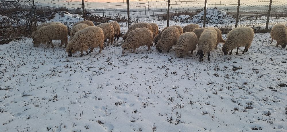 Vand 20 de oi turcane tinere